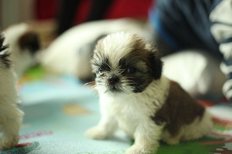 Shih Tzu