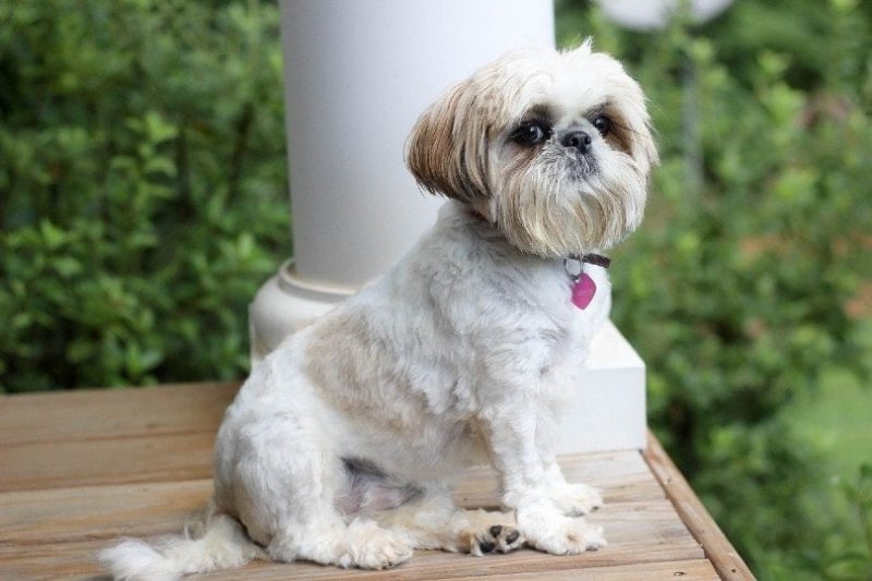 Shih Tzu sitting on the patio