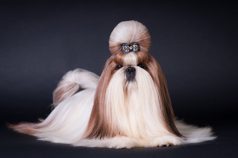 Shih Tzu