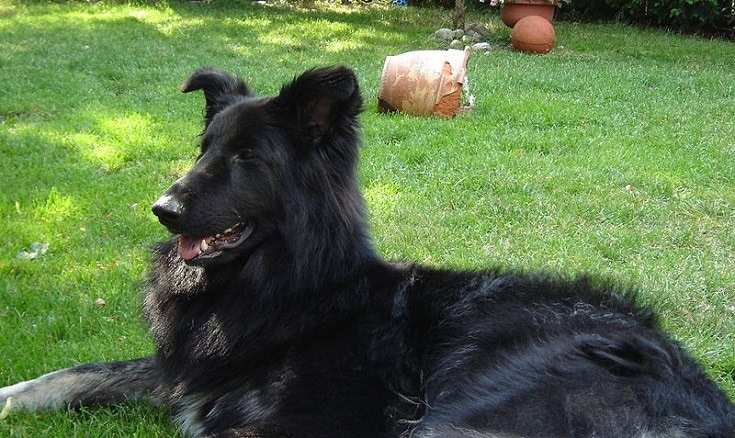 Shiloh Shepherd Black