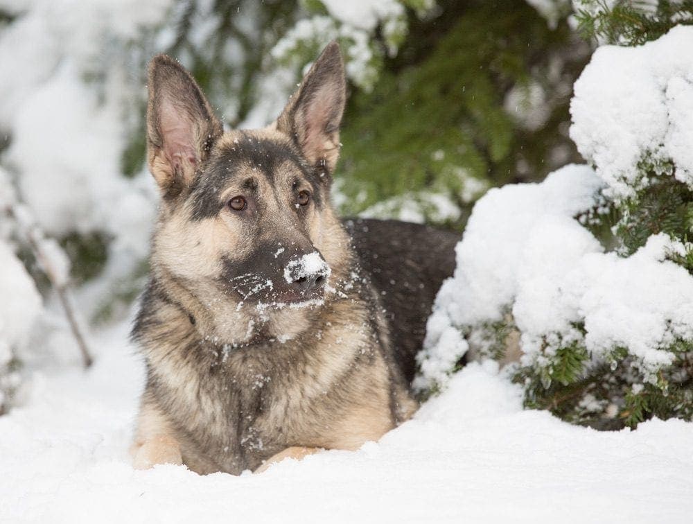 Shiloh Shepherd in snow