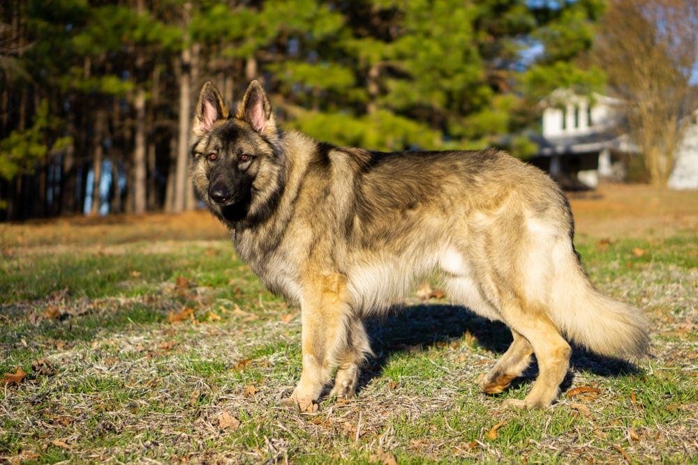 Shiloh Shepherd outside