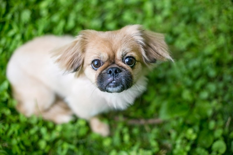 Shinese mixed breed dog