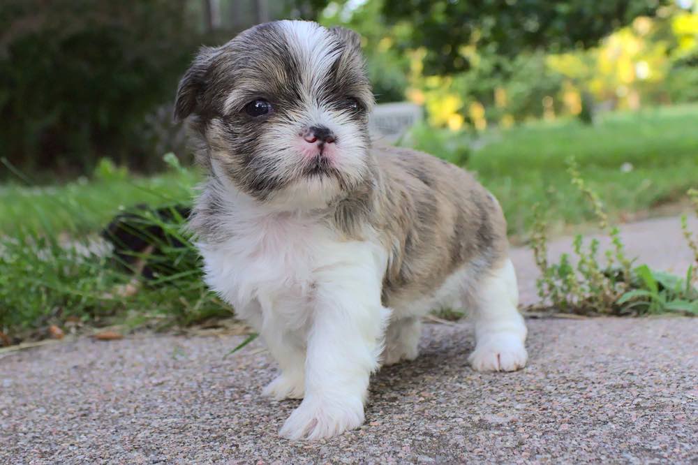 Shorkie