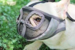 Short Snout Dog Muzzle-Real Pet-Amazon