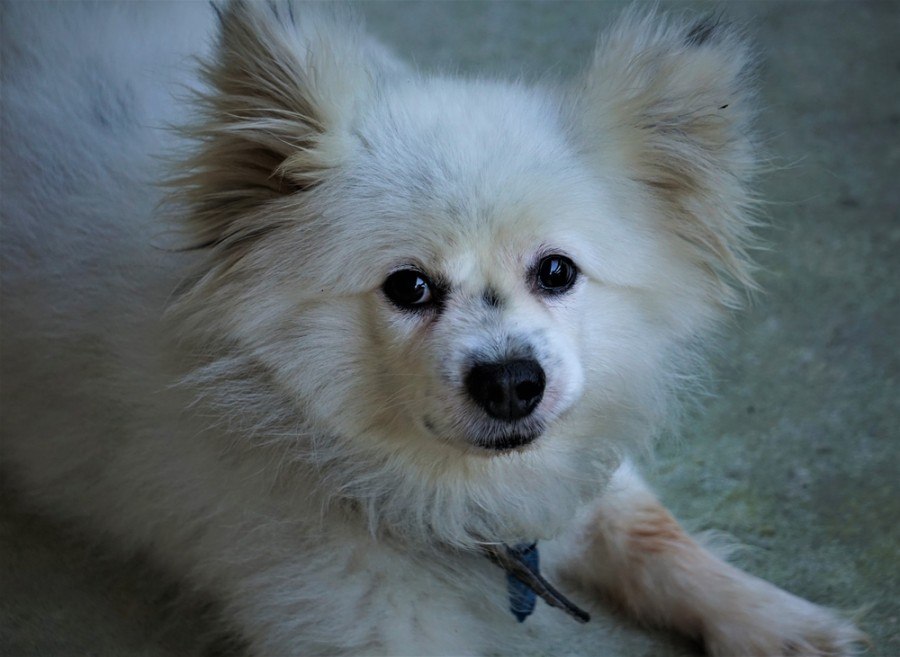 Maltipom (Maltese & Pomeranian Mix): Info, Pictures, Facts Hepper