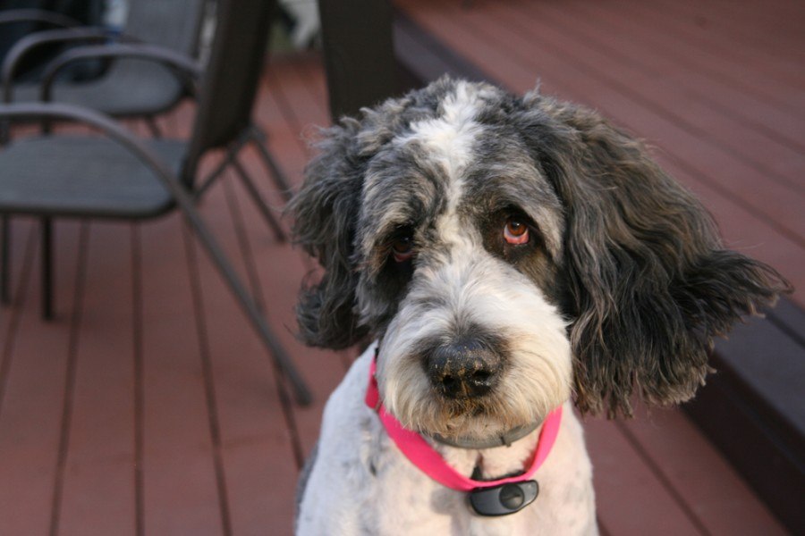 st bernard poodle