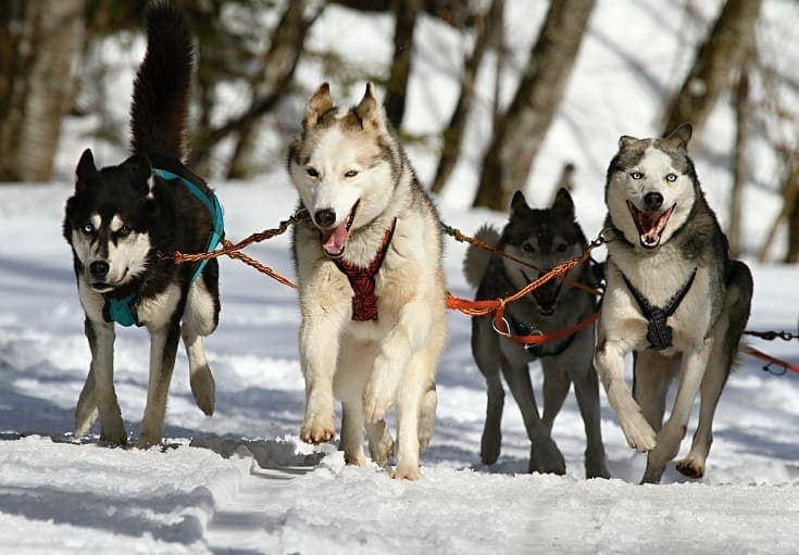 Siberian Huskies