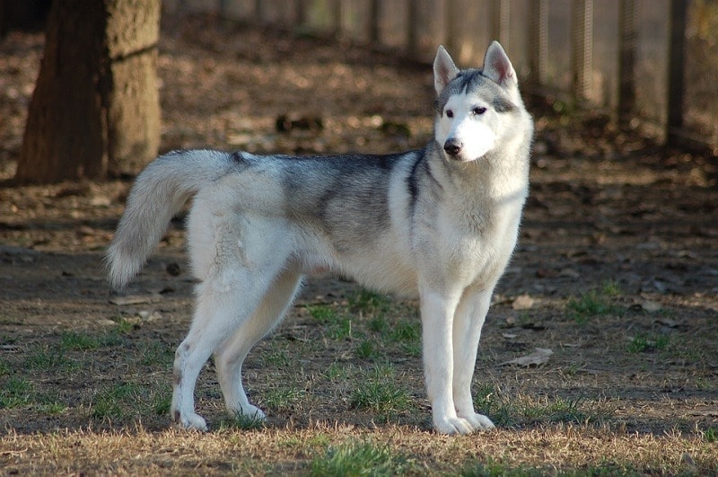 How Much Does a Siberian Husky Cost? (2022 Price Guide)
