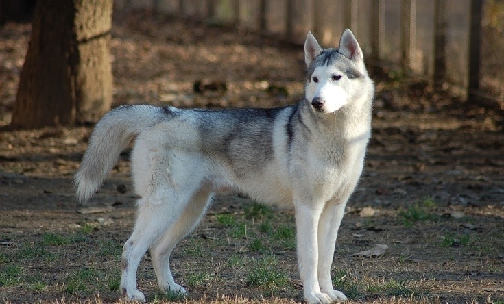 What dog breeds look like coyotes?