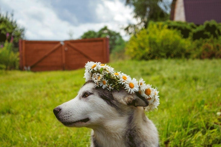 Siberian Husky flower crown