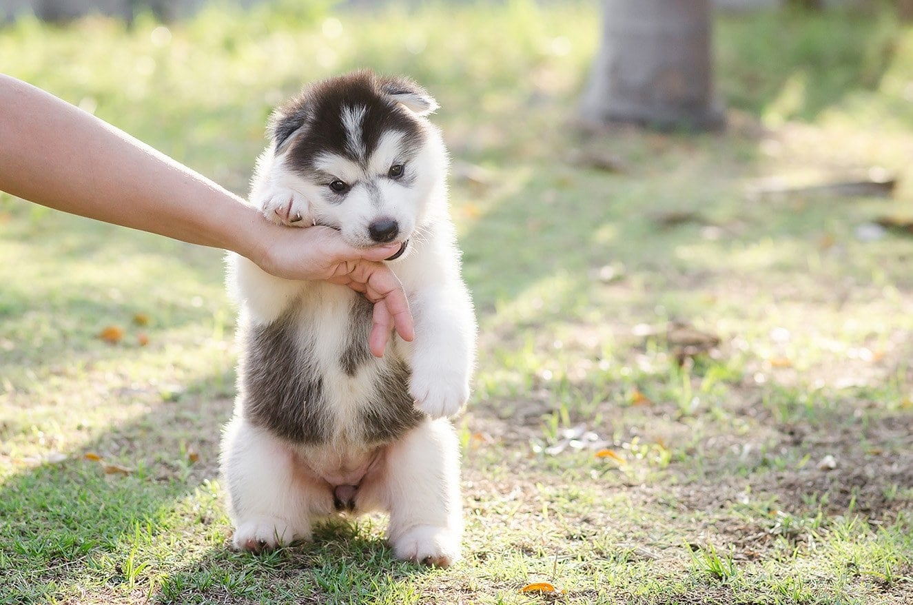 Siberian Husky puppy biting a hand