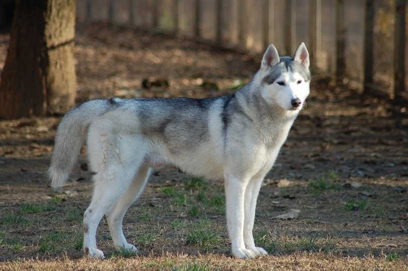 What dogs DNA is closest to wolves?