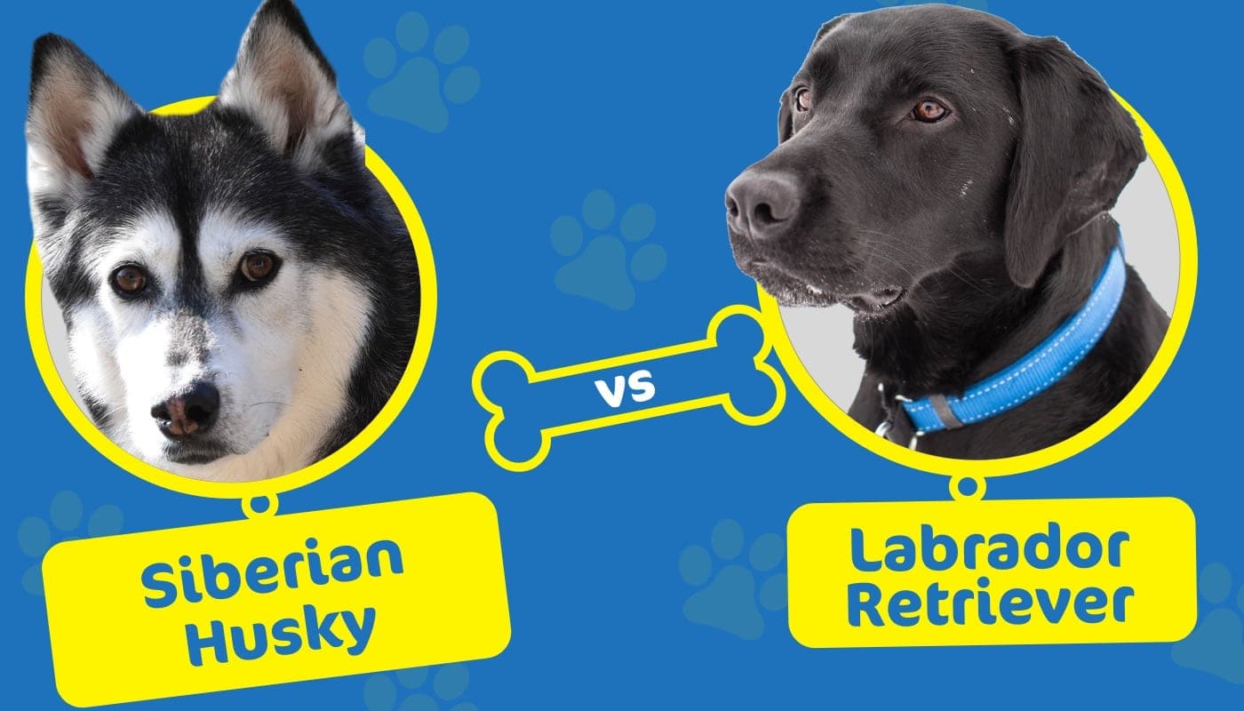 Siberian Husky vs Labrador Retriever
