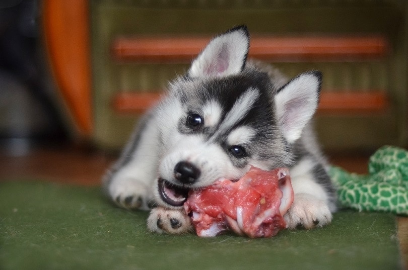 Siberian husky dog puppy eating a meat_Tati argent_shutterstock