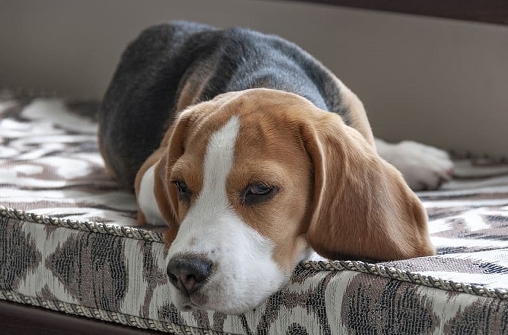 Sick Beagle