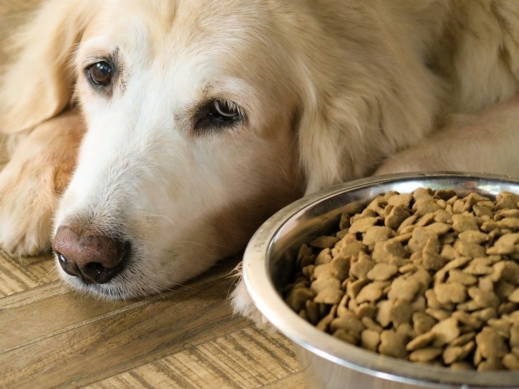 Dog ate cheap sanitary pad