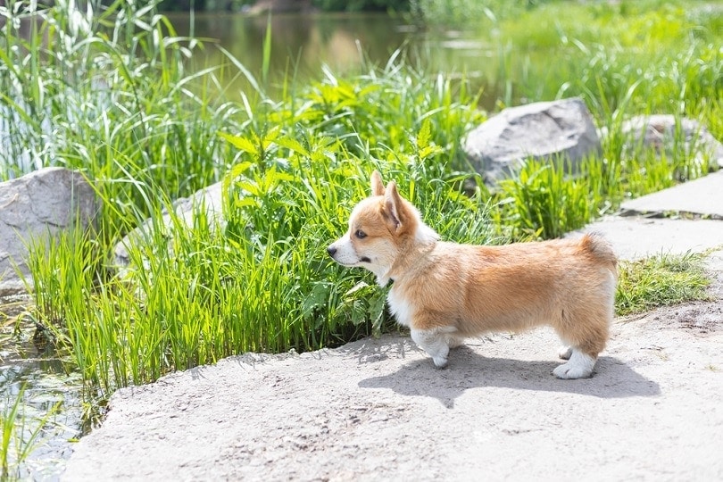 how do you potty train a corgi puppy