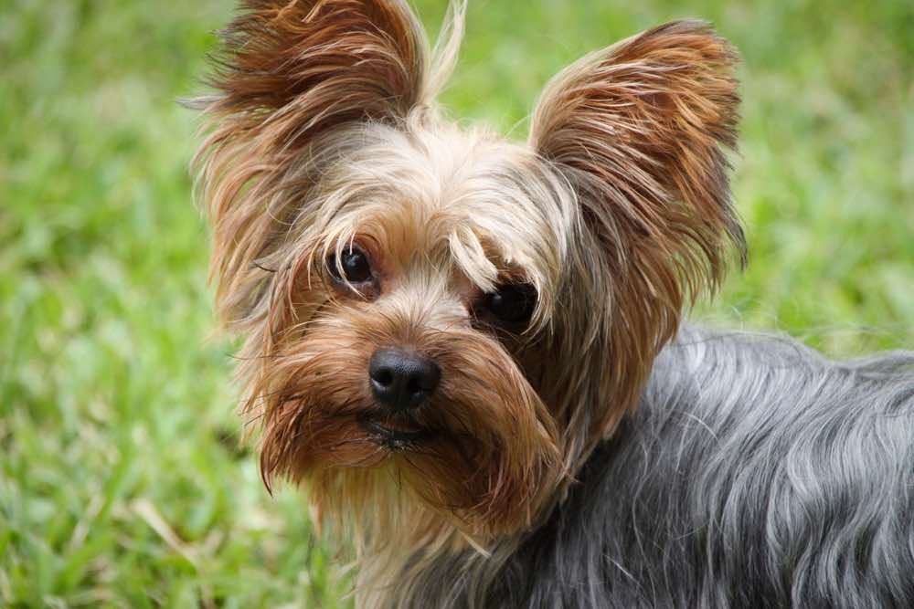 Silky Terrier Dog Breed Info: Pictures, Puppies, Traits & Facts | Hepper