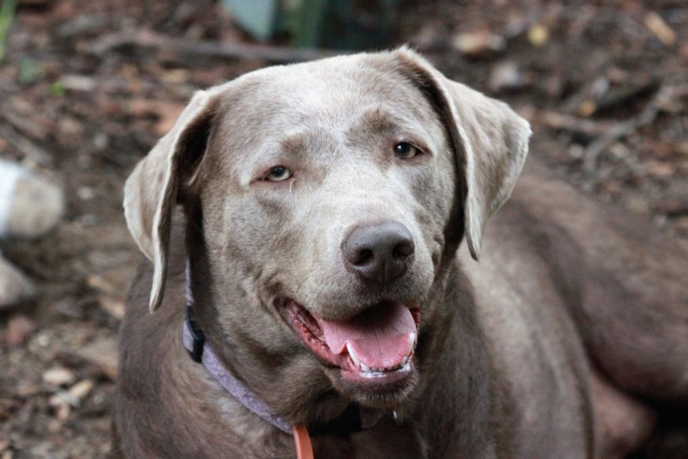 Silver deals female lab
