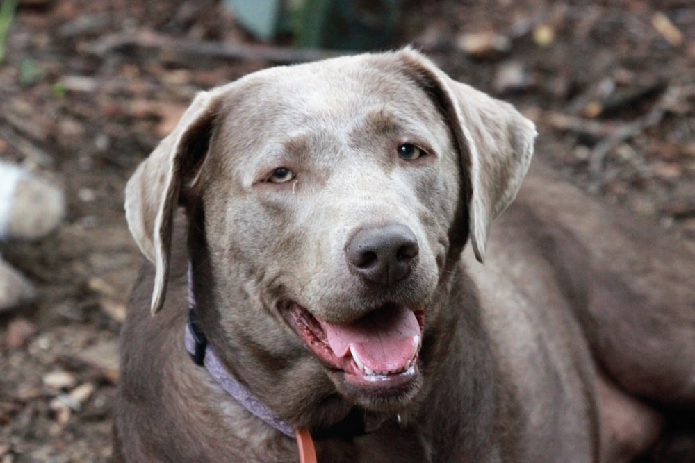 Silver Lab panting