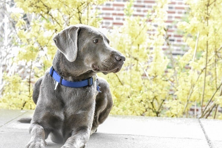 Silver Lab with blue collar