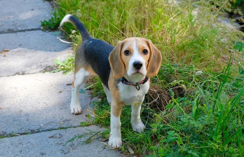 Six month old Beagle