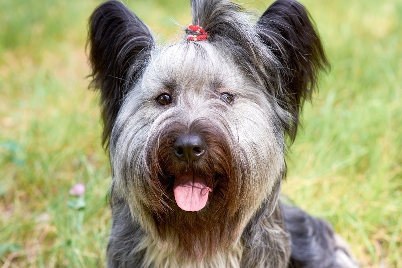 Skye Terrier Eyes_shutterstock_Akifyeva S hypoallergenic