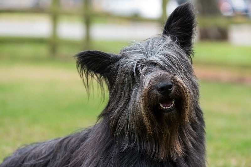 what dog breeds are terriers