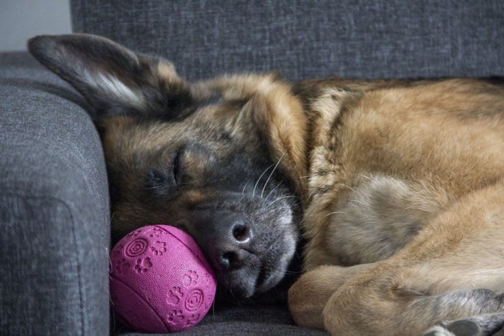 Sleeping German Shepherd