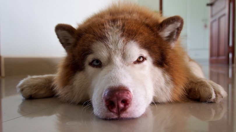 Sleeping-Husky-Open-eyes_Wichatsurin_shutterstock