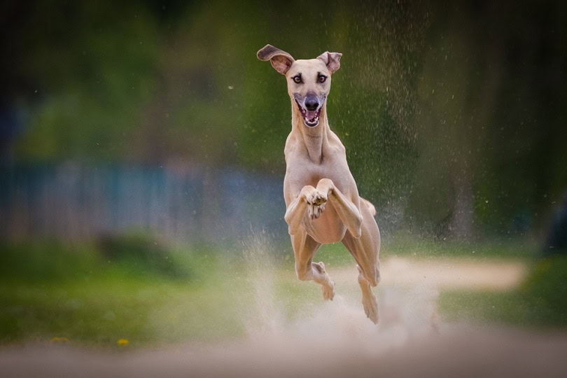 Sloughi jump on a race Track