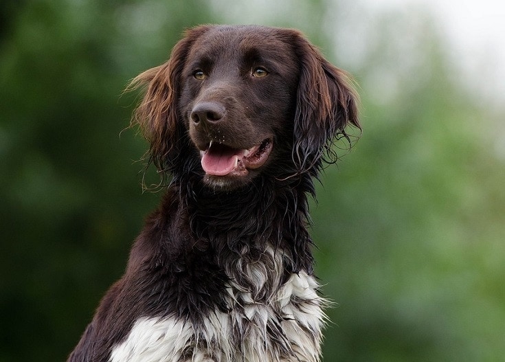 Small Münsterländer