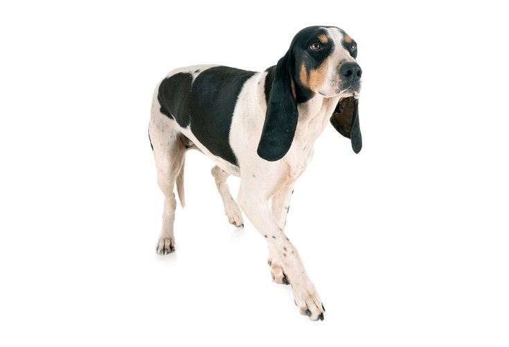 Small swiss hound