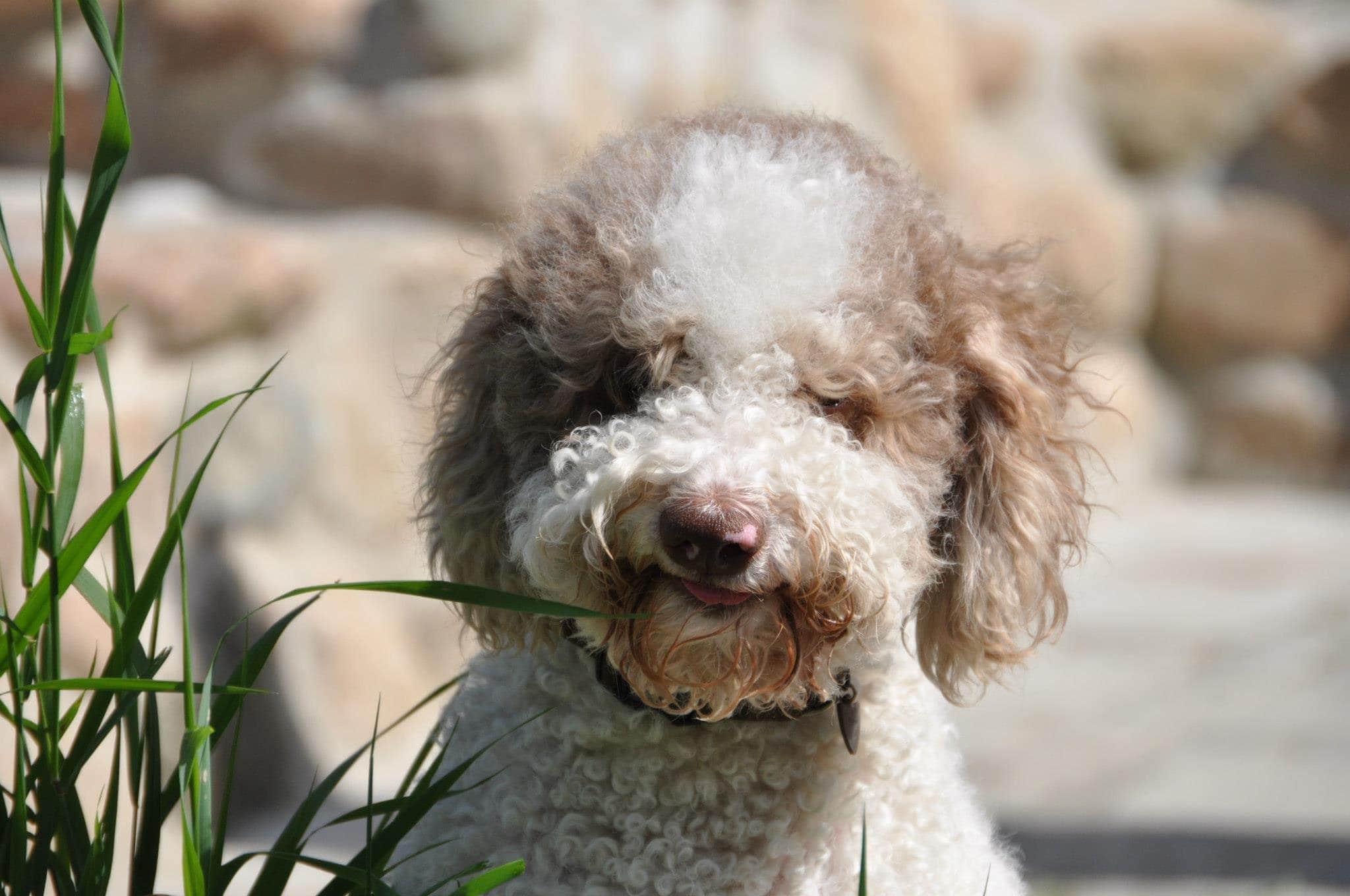 Smiling Lagotto romagnolo