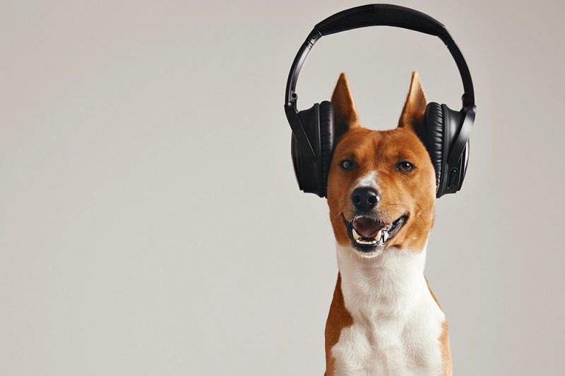 Smiling brown and white basenji dog listening to music_bublikhaus_shutterstock