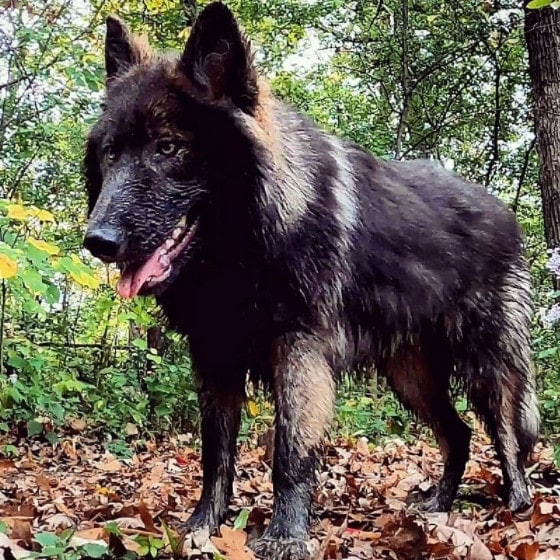 Lycan Shepherd