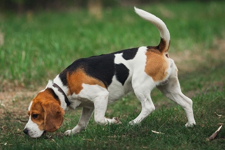 Sniffing Beagle