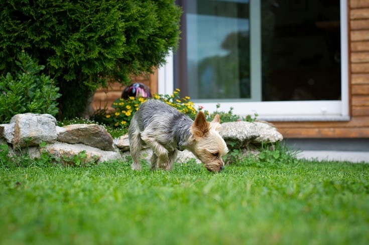 Sniffing small dog