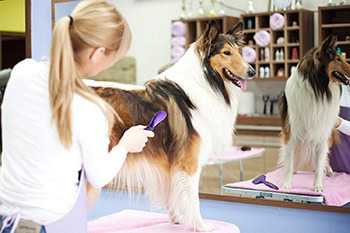 Soft Pet Brush-Hertzko-Amazon