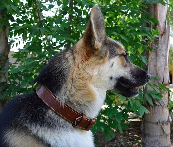 A dog with a leather collar