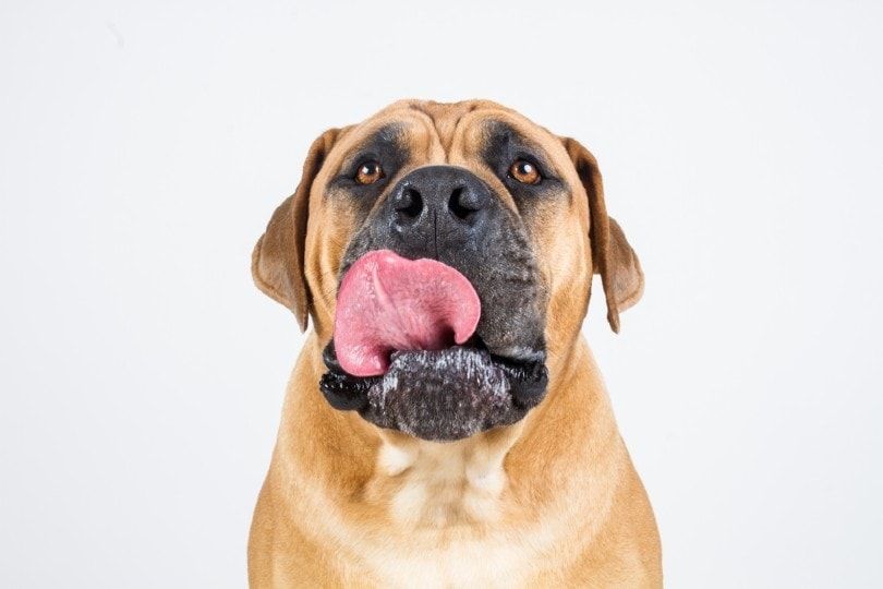 South african mastiff licking