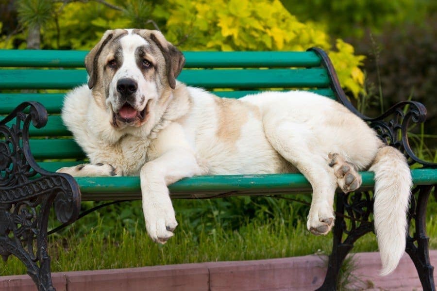 Spanish Mastiff in outdoor settings_utekhina anna_shutterstock