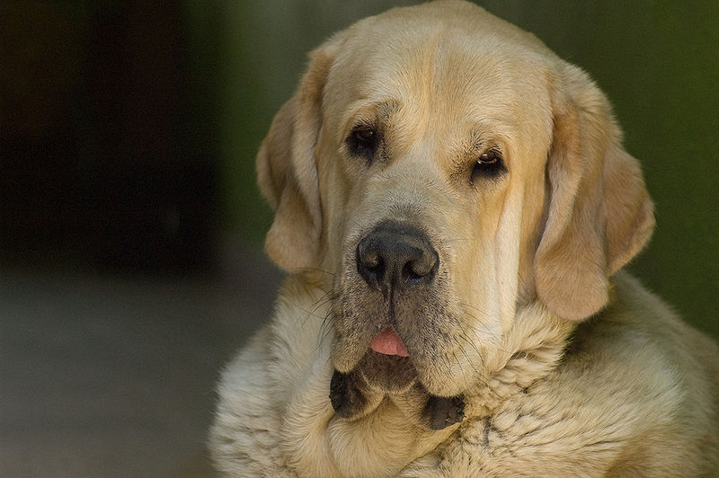 Spanish Mastiff