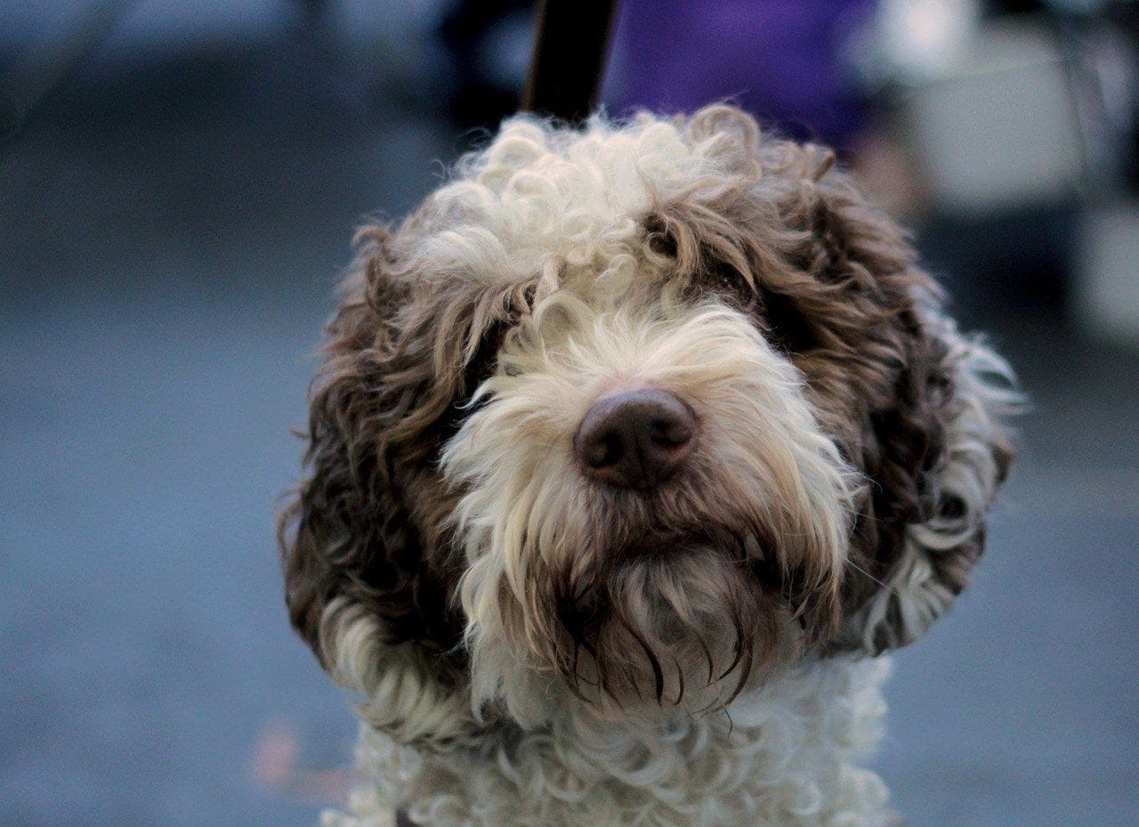 15 Dog Breeds With Curly Hair (With Pictures) | Hepper