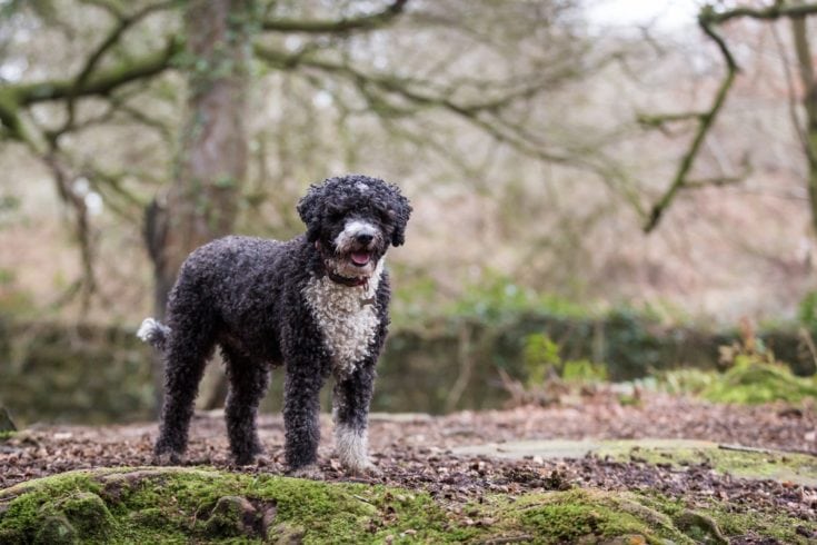 Spanish Water Dog outside