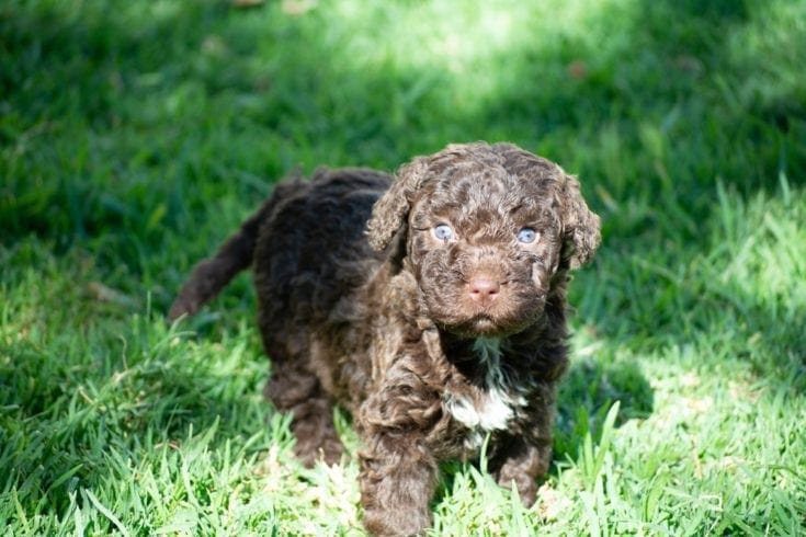 Spanish Water Dog Pictures Traits Facts Hepper
