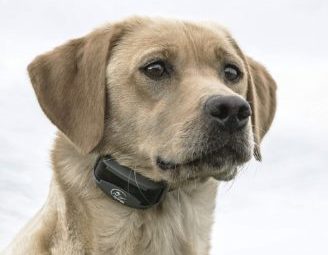 most powerful shock collar