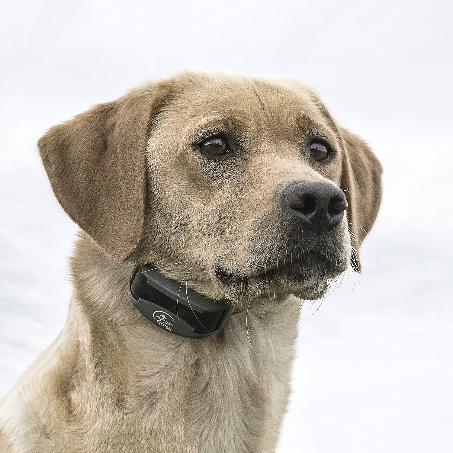 dog with shock collar