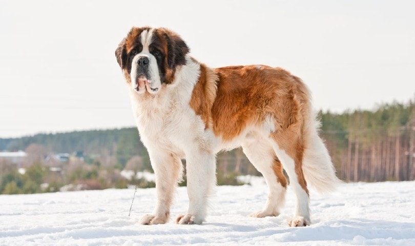 St Bernard Dog standing on snow